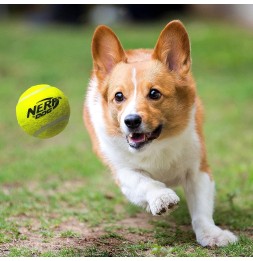 Nerf Dog