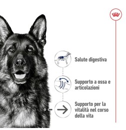 Royal Canin Maxi Ageing 8+