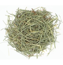 Orchard Grass